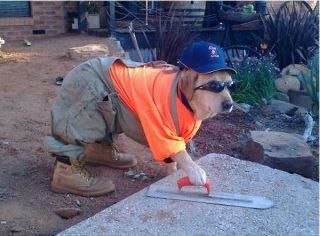 A dog dressed as a concrete mason troweling concrete.